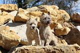 CAIRN TERRIER 078